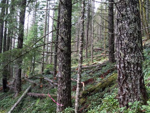 Oregon Forests