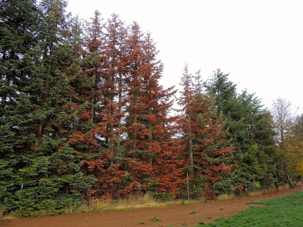 Noble Fir trees are dying throughout Oregon’s Willamette Valley