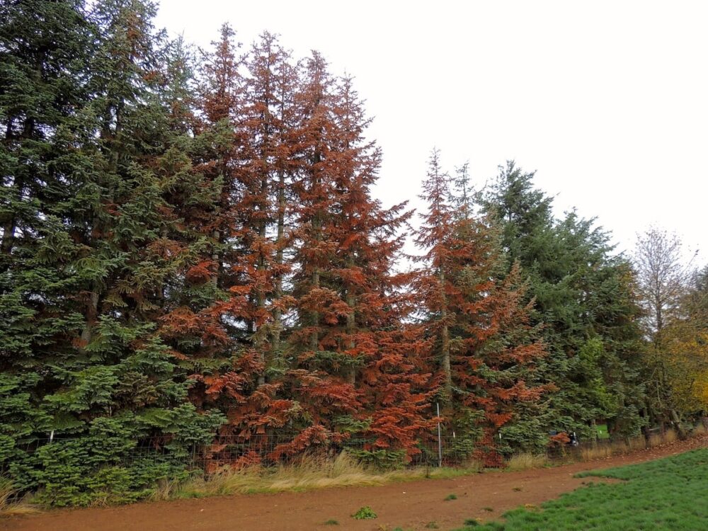 Noble Fir trees are dying throughout Oregon’s Willamette Valley