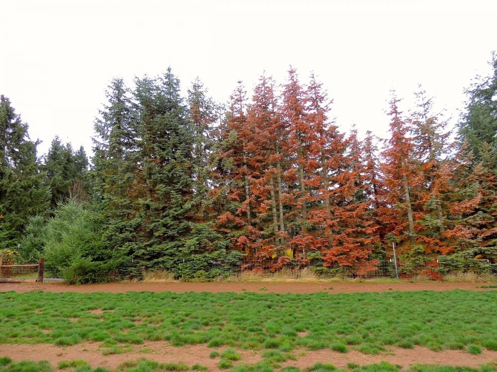 Noble Fir trees are dying throughout Oregon’s Willamette Valley