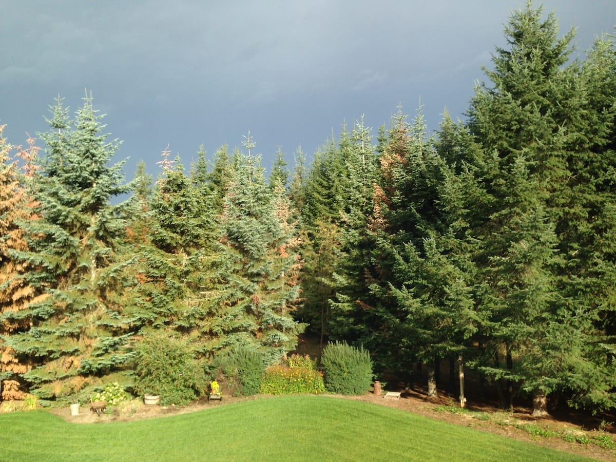 Noble Fir trees are dying throughout Oregon’s Willamette Valley Freres Engineered Wood