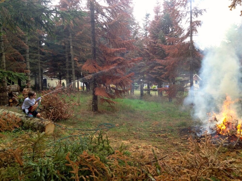 Noble Fir trees are dying throughout Oregon’s Willamette Valley