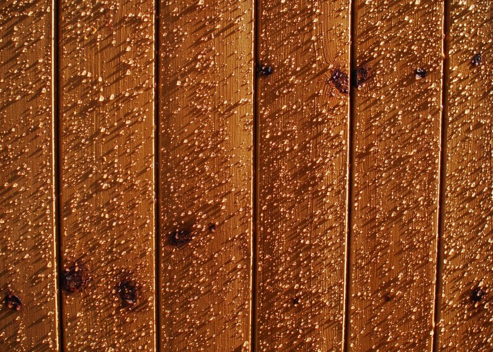 What causes wood rot