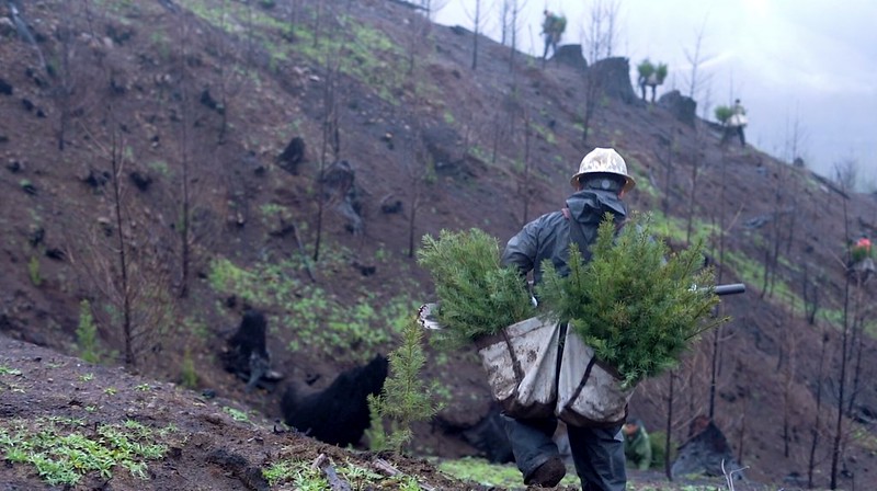 healthy oregon forests