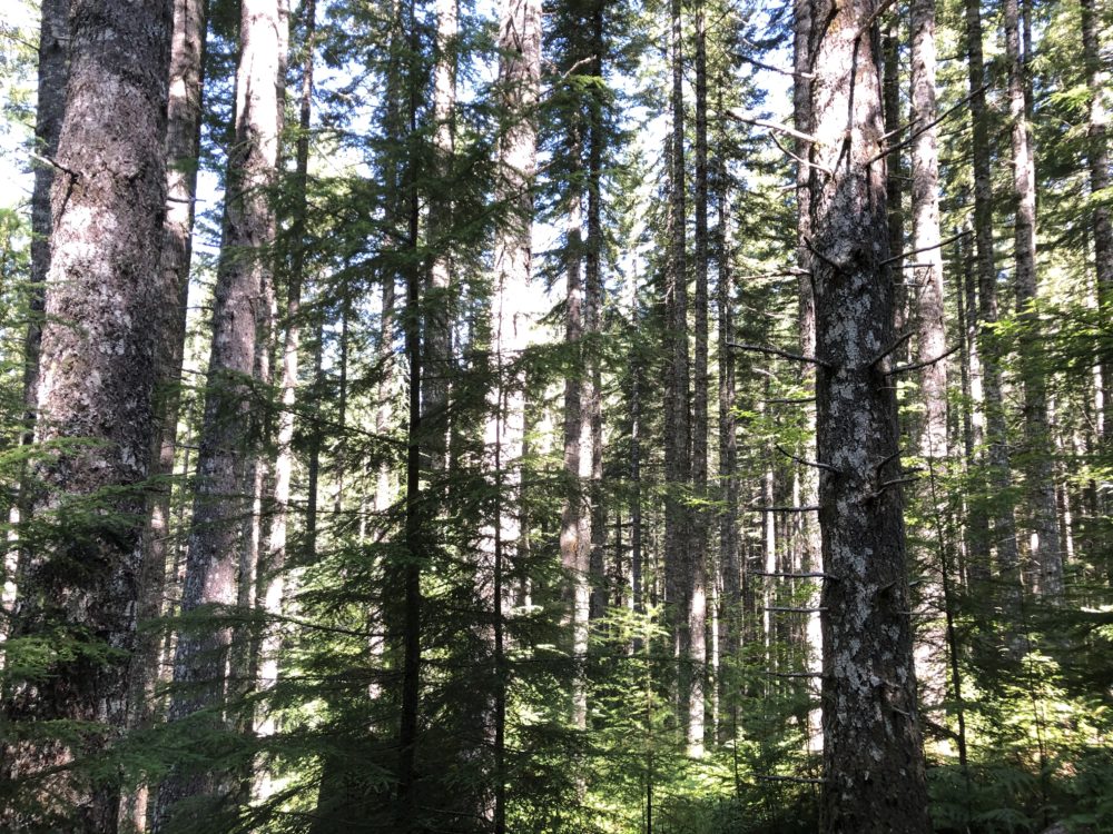 santiam canyon forest
