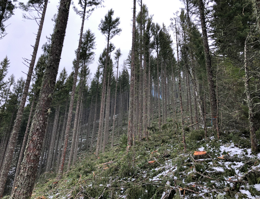 forest harvest slope overcast snow