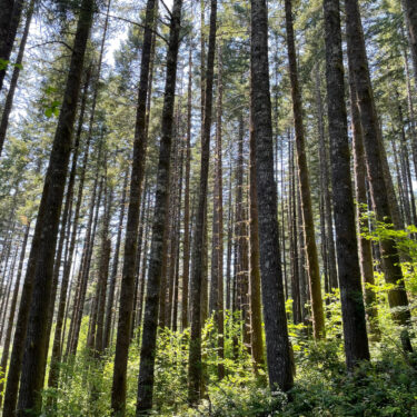 forest tress underbrush sunlight