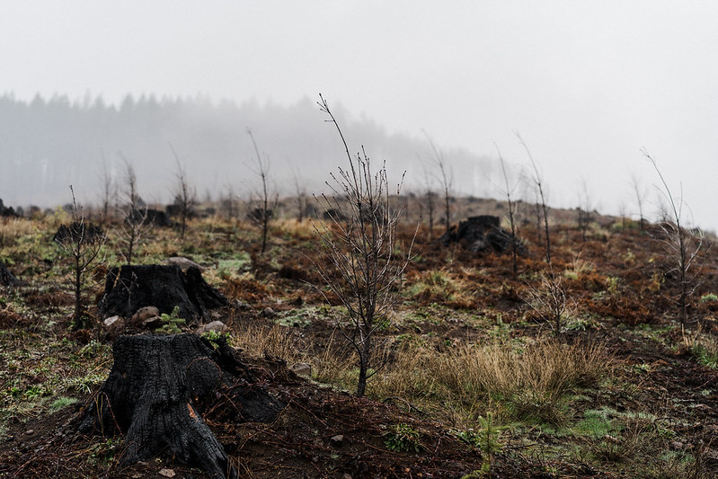 52006718951 871cb00afc c