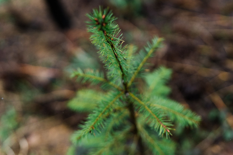 Salvaged Wood in Sustainable Forestry