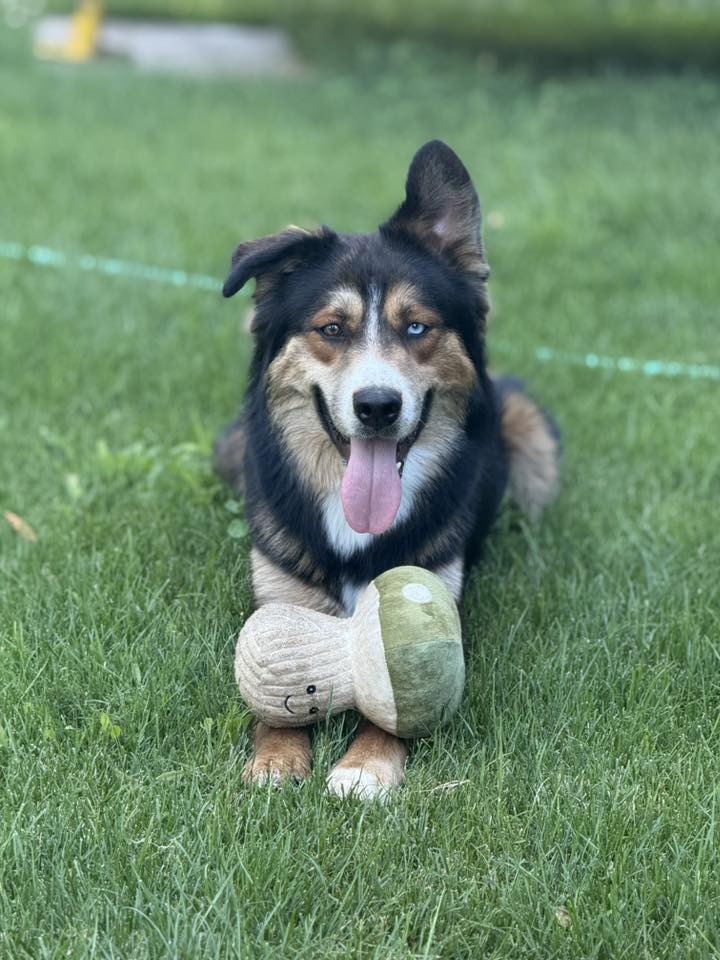Copper with Ashton Yardley P3 Curtain Pod