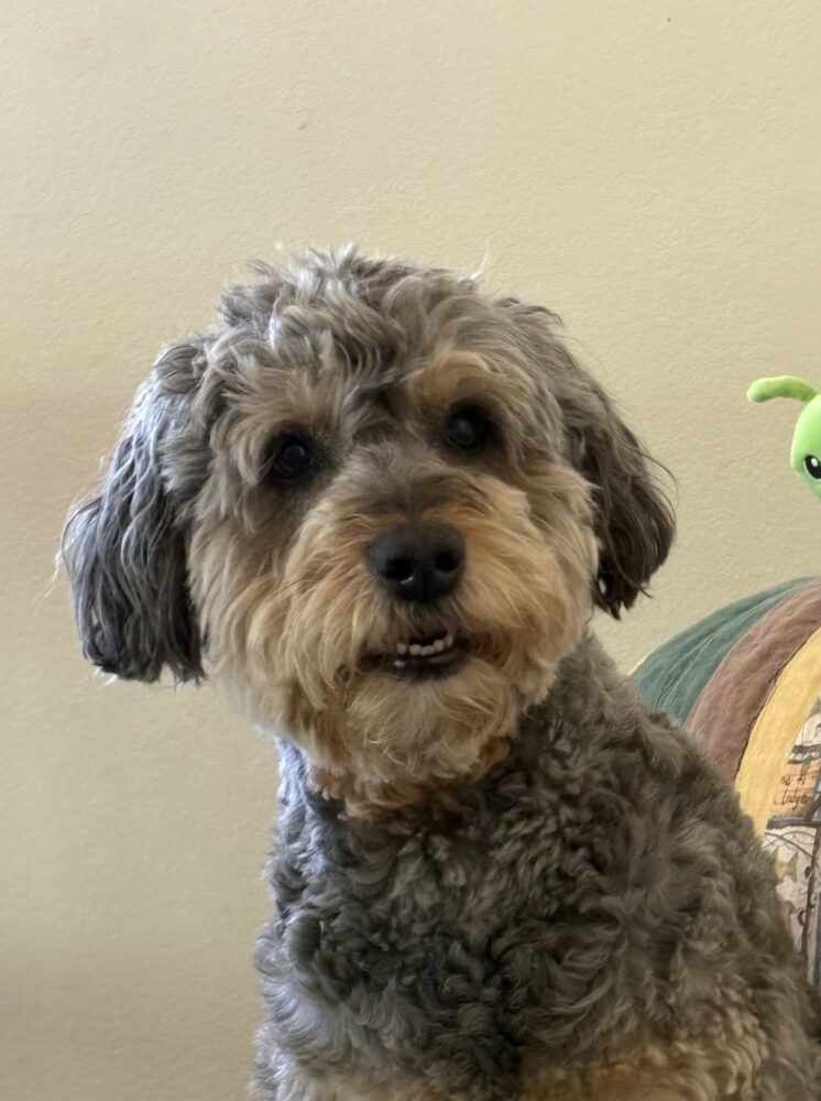 Cricket with David Thomas Plant 2 Millwright