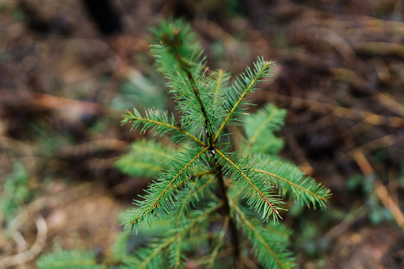 replanting after wildfire