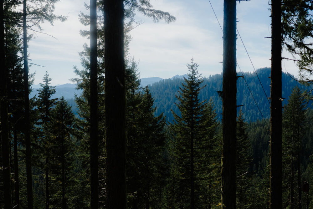 federal timber policy